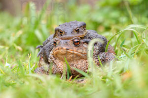 Foto di Rospo comune (Bufo bufo)