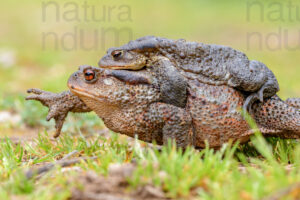 Foto di Rospo comune (Bufo bufo)