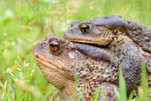 Foto di Rospo comune (Bufo bufo)