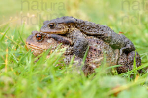 Photos of Common Toad (Bufo bufo)