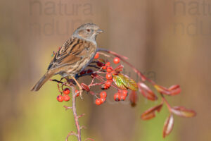 Foto di Passera scopaiola (Prunella modularis)