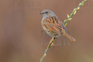 Photos of Dunnock (Prunella modularis)