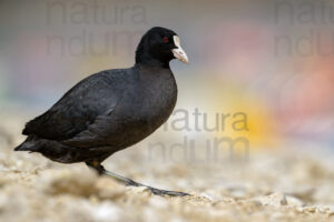 Photos of Eurasian Coot (Fulica atra)