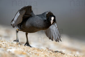 Photos of Eurasian Coot (Fulica atra)