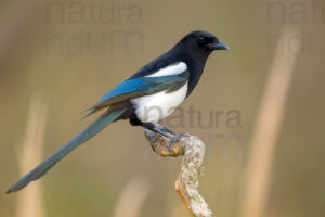 Photos of Eurasian Magpie (Pica pica)