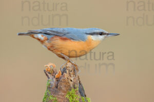 Photos of Eurasian Nuthatch (Sitta europaea)