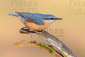 Photos of Eurasian Nuthatch (Sitta europaea)