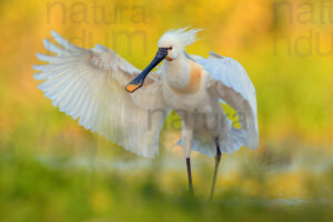 Foto di Spatola bianca (Platalea leucorodia)