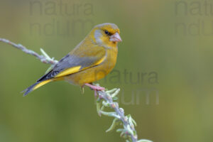 Foto di Verdoni (Chloris chloris)