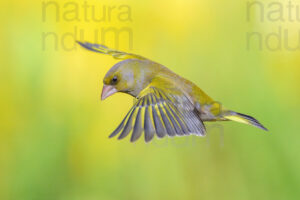 Photos of European Greenfinch (Chloris chloris)