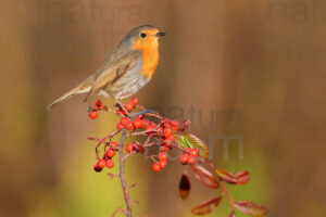 Photos of European Robin (Erithacus rubecola)