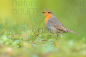 Photos of European Robin (Erithacus rubecola)