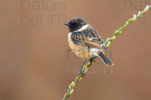 Photos of European Stonechat (Saxicola rubicola)