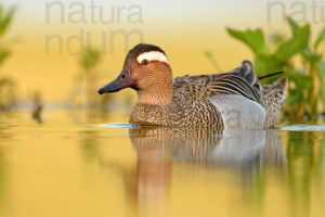 Pictures of Garganey (Anas querqedula)