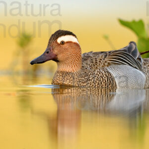 Pictures of Garganey (Anas querqedula)