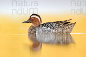 Pictures of Garganey (Anas querqedula)