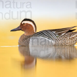 Pictures of Garganey (Anas querqedula)