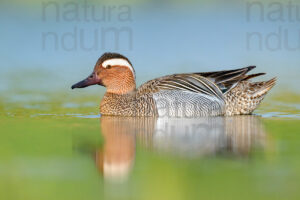 Pictures of Garganey (Anas querqedula)