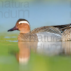 Pictures of Garganey (Anas querqedula)