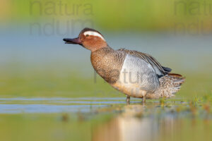 Pictures of Garganey (Anas querqedula)