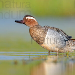 Pictures of Garganey (Anas querqedula)