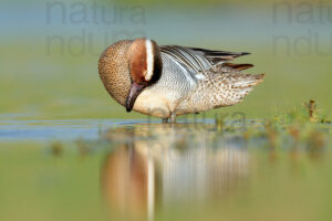 Pictures of Garganey (Anas querqedula)