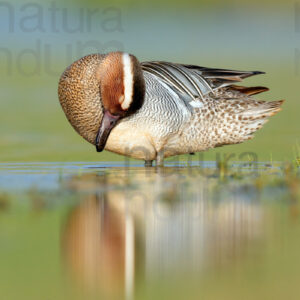 Pictures of Garganey (Anas querqedula)