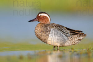 Pictures of Garganey (Anas querqedula)