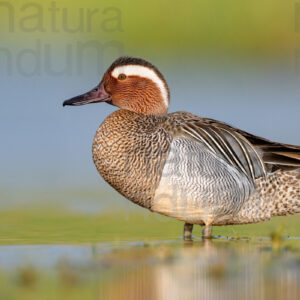 Pictures of Garganey (Anas querqedula)