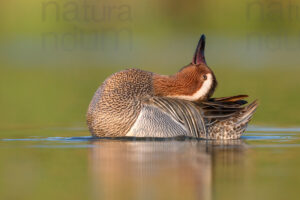 Photos of Garganey (Anas querqedula)