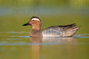 Photos of Garganey (Anas querqedula)