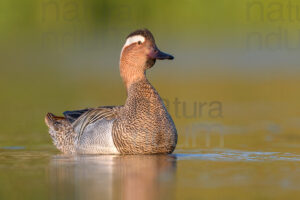 Photos of Garganey (Anas querqedula)