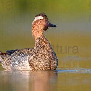 Foto di Marzaiola (Anas querquedula)