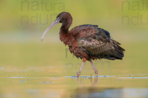 Photos of Glossy Ibis (Plegadis falcinellus)