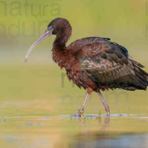 Foto di Mignattaio (Plegadis falcinellus)