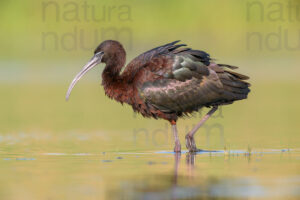 Photos of Glossy Ibis (Plegadis falcinellus)