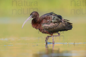 Photos of Glossy Ibis (Plegadis falcinellus)