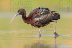 Photos of Glossy Ibis (Plegadis falcinellus)