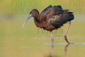 Photos of Glossy Ibis (Plegadis falcinellus)