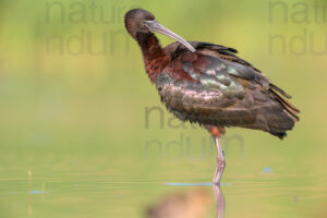 Foto di Mignattaio (Plegadis falcinellus)