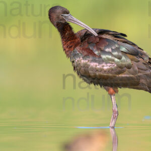 Foto di Mignattaio (Plegadis falcinellus)