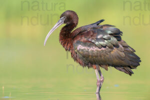 Foto di Mignattaio (Plegadis falcinellus)