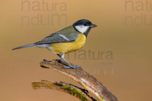 Foto di Cinciallegra (Parus major)