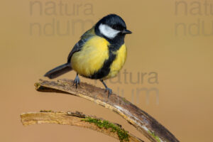 Foto di Cinciallegra (Parus major)