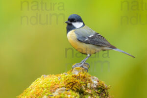 Foto di Cinciallegra (Parus major)