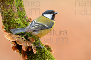 Foto di Cinciallegra (Parus major)