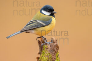 Foto di Cinciallegra (Parus major)