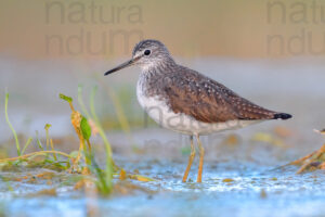 Photos of Green Sandpiper (Tringa ochropus)