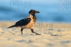 Foto di Cornacchia grigia (Corvus cornix)