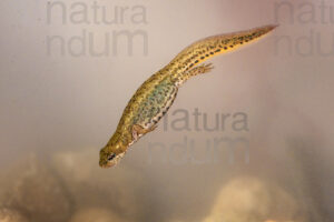 Photos of Italian newt (Lissotriton italicus)